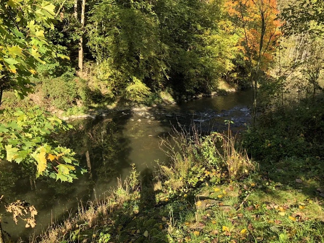 Naturbelassenes Ufer der Aschach zum Angeln